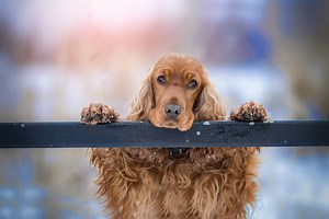 How To Train A Working Cocker Spaniel Puppy. Cocker Spaniel Training Tips. - Easy Spaniel Training