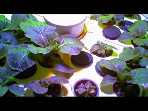 Napa Cabbage Hydroponic Grow.
