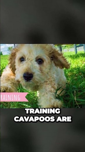 Cavapoo - The Perfect Companion Dog