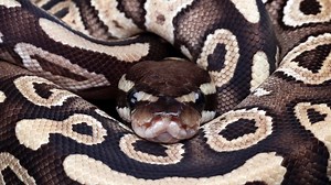 Python Size Comparison: Just How Big Do the Different Types Get?