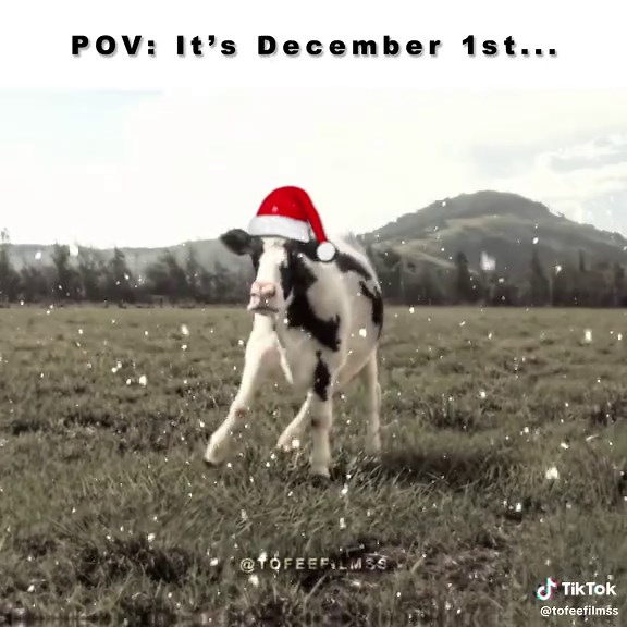 Wake Up, It's the First of the Month: Cow Meme