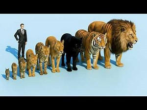 Сравнение Всех Диких Кошек - От Самой Маленькой до Самой Большой