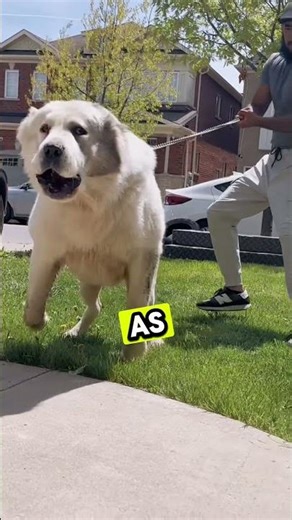 The Most Scariest Dog Voices on Earth🌎 🐕