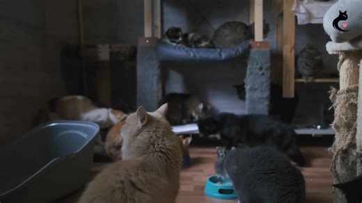 10 Common Cat Health Issues & How to Catch Them Early!