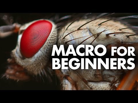 Macro Photography for Beginners – Complete Tutorial