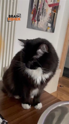 Cat Offended By The Chip | Brian Fisher