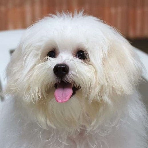 Meet The Maltese Temperament (Sweet-Tempered, Affectionate & Playful)