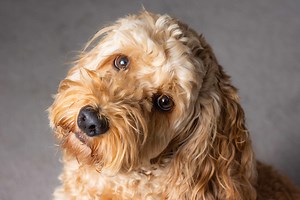 From chaos to calm: Learn how to tame aggression in Cockapoo breeds