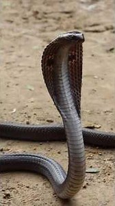 Difference between spectacle cobra and Indian rat snake 🐍#snake #auroville #cobra #ratsnake