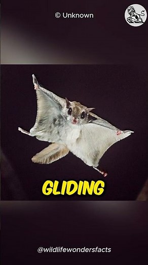 The Incredible Flying Squirrel (FULL DOCUMENTARY)