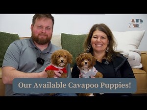 Our Available Cavapoo Puppies!