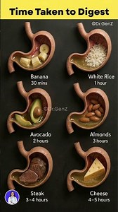 How Long Does It Take to Digest Different Foods?