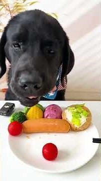 Top Veterinarian Reveals Best Dog Care Techniques for a HEALTHY Pet