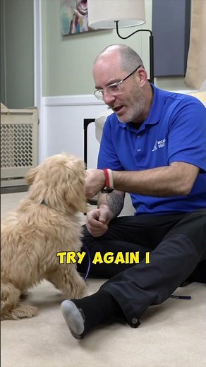 How To Teach A Dog To Shake - A - Paw