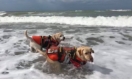 Italian Dogs Trained as Lifeguards Save 20 Lives Every Year – With New Teams Headed to Germany and US