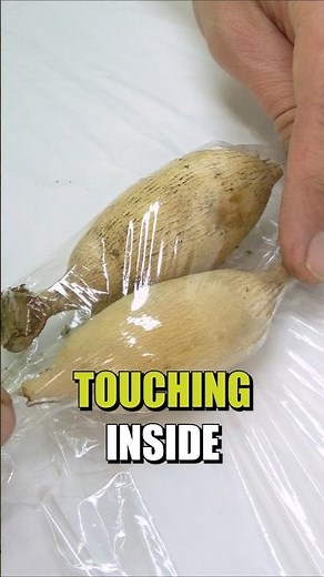 Easiest way to store Dahlia tubers!🌻