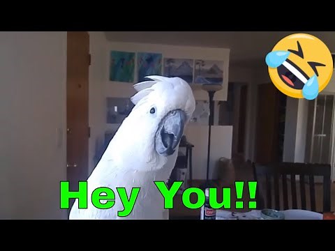 Cute parrots saying funny things and Being Silly Compilation