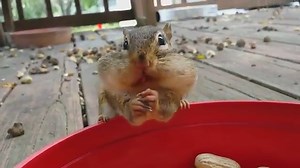 Why Are Pigs Always Hungry? - Animal World Facts