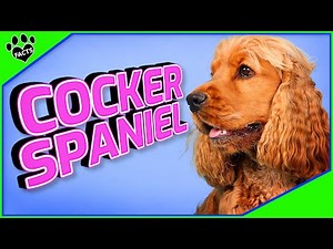 Facts About Cocker Spaniel Dogs 101