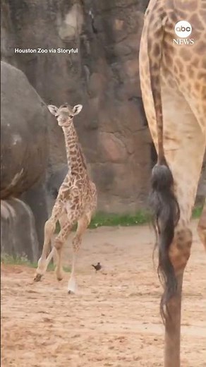 Birth of baby giraffe surprises Houston Zoo