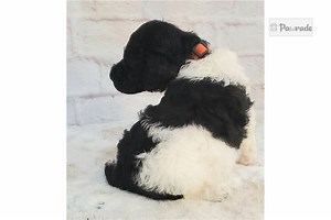 Puppies for Sale | Adopt Yours Today | Pawrade.com