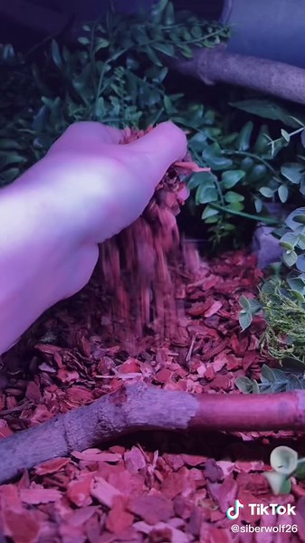 Ball Python Care Tips and Essentials - Expert Advice