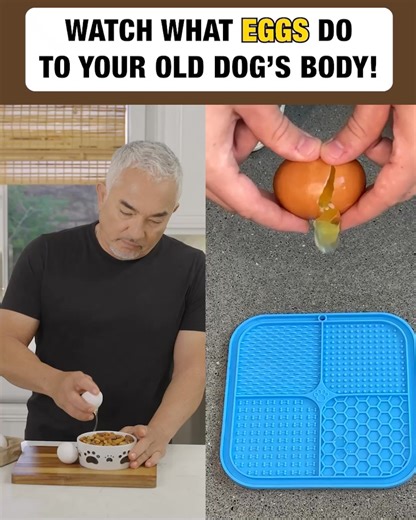 1.5K views · 582 reactions | Legendary Dog Behaviorist, Cesar Millan, shares which foods you should AVOID feeding your pet at all costs. If your dog suffers from ⚫️ Weight Gain ⚫️ Loss of Energy ⚫️ Achy Joints ⚫️ Stinky, Mushy Poops ⚫️ Bad Breath ⚫️ Diminished Mental Ability Watch Cesar reveal the TOXIC FOODS to avoid and show how you can help extend your beloved pet’s health span. See for yourself!  https://rebrand.ly/MRTYCM | Cesar Millan | Facebook