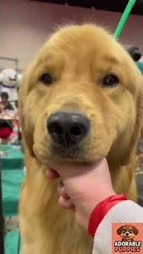“Golden Retrievers Being Themselves 😍 | Labrador Cuteness Overload 🐾”