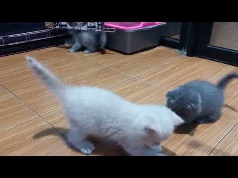 BSH MUNCHKIN || KUCING CEBOL