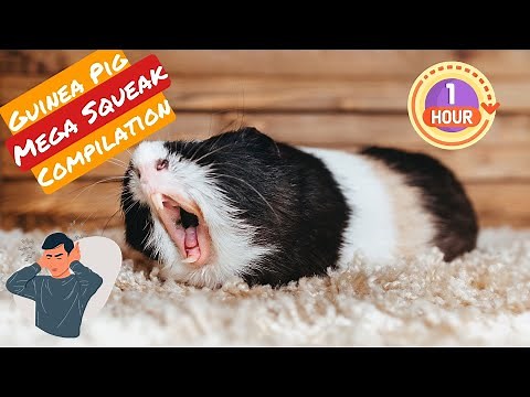 Guinea Pig Squeaking Hour | 1 Hour of Guinea Pig Squeaking | 1 Hour of Guinea Pig Noises | Petwised