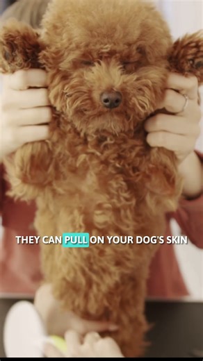 Cavapoo Grooming Guide: Why Do Cavapoos need Regular Grooming? Part: 2
