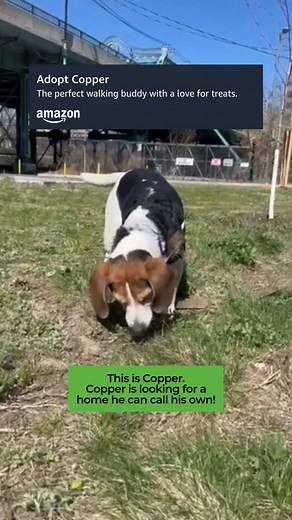 Toronto Humane Society on Instagram: "🐾 TODAY IS THE LAST DAY! Adoption fees are 50% off for large breed dogs in honour of Adopt a Shelter Pet Day! 🐾 Adoptable Animal Presented by Amazon: Copper Breed: Beagle Mix Age: 8 years Sex: Male Copper is a great walking buddy, he loves to go on a walk with his human pals. He is very curious and likes to inspect his environment with his nose. He enjoys sniffing and inspecting his environment along his walks. Food is Copper's big love, he is very food mo