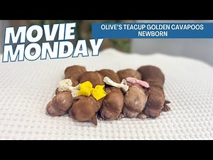 Olive's Teacup Golden Cavapoos Newborn