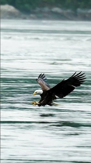 The Mighty Eagle: Catching Fish with Precision
