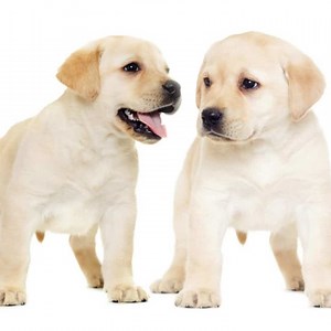 Labrador Puppy Training Schedule: Milestones by Age (8 Weeks to 1 Year)