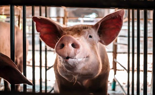 29 Sounds Pigs Make and What Each Means (It’s Not Just Oink!)