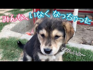 【今までありがとう😢】バベシア症のママ犬と宝石の様な子犬たち、みんなの事は絶対に忘れないよ💖