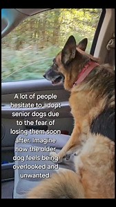 2.8K reactions · 297 shares | Adopting an older dog provides an...