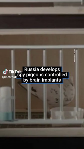 Neiry Unveils Pigeon-Based Surveillance Technology