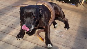 THE ULTIMATE GUIDE TO PROTECTING DOGS FROM SNAKE BITES - BE SURE TO VIEW IN HD The Snake Hunter now offers training to keep dogs away from snakes. Check out the below video to learn: - How quickly a snake bite can occur. - Input from The Snake Hunter about what to do if you see your dog near a snake. - Signs and Symptoms of snake bites in dogs. - How a vet treats snake bites. - All you need to know about pet insurance - Dog behaviour expert on understanding why dogs get bitten by snakes. - Watch