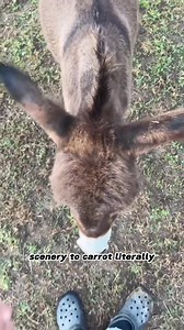 26K views · 431 reactions | The REAL Size Of A Teacup Pig Is Not What You'd Expect! | Goat Daddy's Farm | Facebook