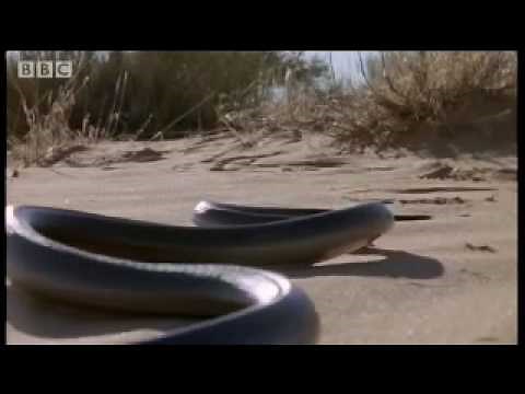 How snakes move & 'run' - Serpent - BBC Animals