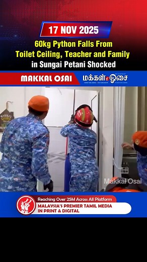 22K views · 347 reactions | 60kg Python Falls From Toilet Ceiling, Teacher and Family in Sungai Petani Shocked #SungaiPetani #Python #SnakeIncident #WildlifeMalaysia #ToiletShock #ViralNews #AnimalRescue #MalaysiaNews #UnexpectedEncounter | Makkal Osai | Facebook
