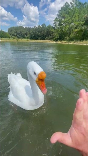 Man Demonstrates Goose Attack 101 And Shares Tactics to Protect Oneself - 1531722