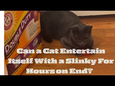 Can a Cat Entertain Itself With a SLINKY For Hours on End?