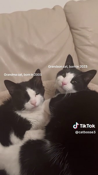 There’s an 18-year age difference between these two: a 20-year-old grandma cat and a 2-year-old grandson cat 💞 #cutecat #foryoupage #cat #catlover #cattok