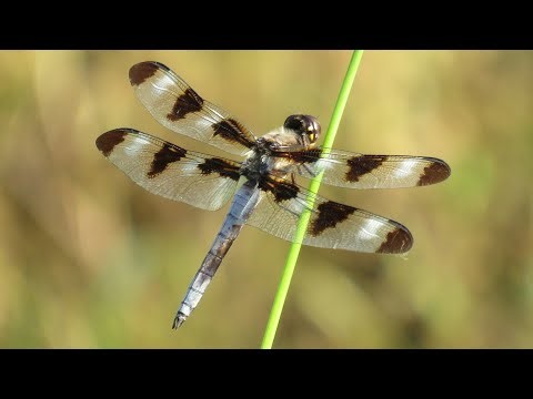 Eastern Amberwing, Twelve-spotted Skimmer, juvenile American Bullfrogs