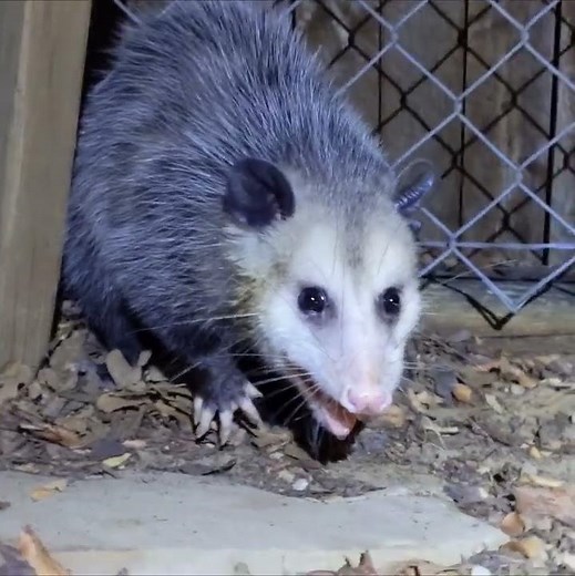 Opossum possum growling in defense