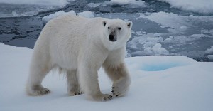 Do Polar Bears Live in Alaska?