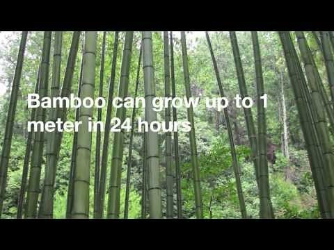 12 Amazing Facts About Bamboo
